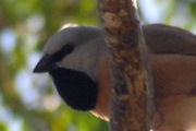 Black-throated Finch (Poephila cincta)